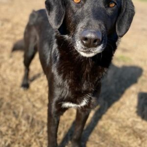 Africa – geb. ca. 01/2019