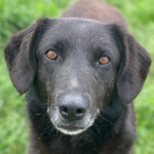 Africa – geb. ca. 01/2019