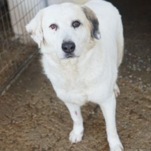 Bruna – geb. ca. 12/2020