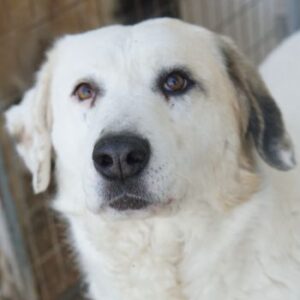 Bruna – geb. ca. 12/2020