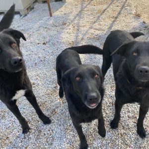 Dakar – geb. 01/2019