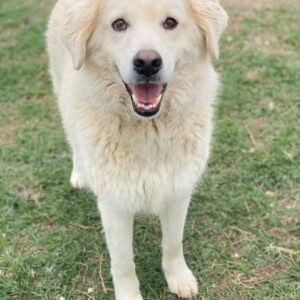 Idallo – geb. 12/2020