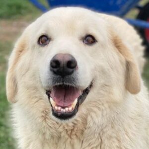 Idallo – geb. 12/2020