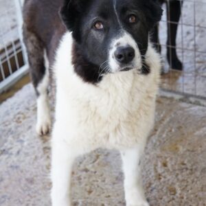 Pallene – geb. ca. 02/2020