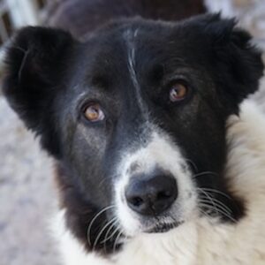 Pallene – geb. ca. 02/2020