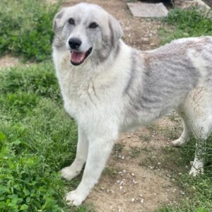 Charlina – geb. 04/2021