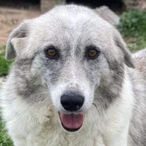 Charlina – geb. 04/2021