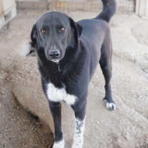 Frizelbliz – geb. ca. 03/2021