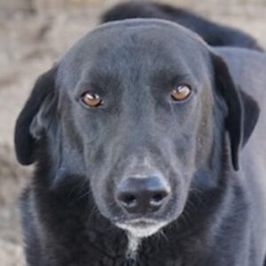 Frizelbliz – geb. ca. 03/2021