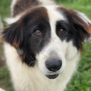 Maella – geb. ca. 02/2020