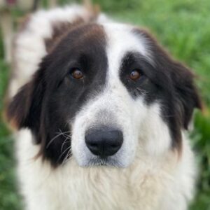 Maella – geb. ca. 02/2020