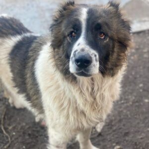 Marla – geb. ca. 06/2020