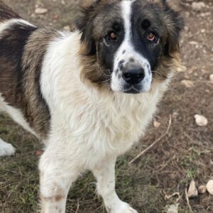 Marla – geb. ca. 06/2020