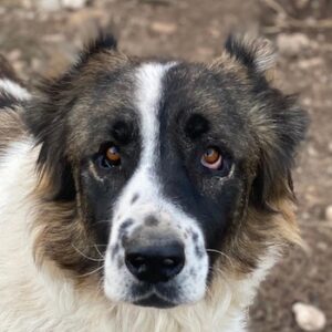 Marla – geb. ca. 06/2020