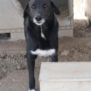 Relaxo – geb. ca. ca. 03/2021