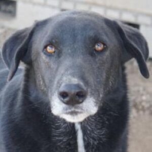 Relaxo – geb. ca. ca. 03/2021