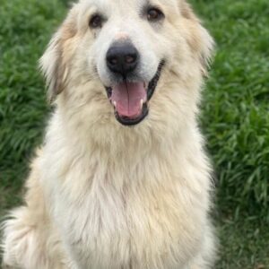 Bacardi – geb. 04/2021