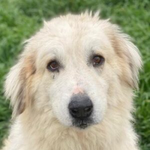 Bacardi – geb. 04/2021