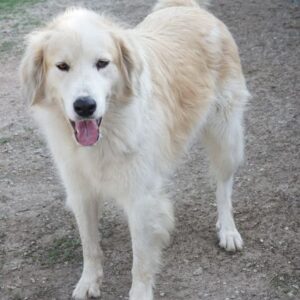 Buddy – geb. 01/2022