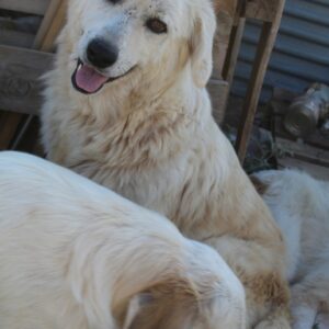 Felicitas – geb. ca. 12/2021