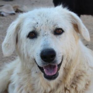 Felicitas – geb. ca. 12/2021