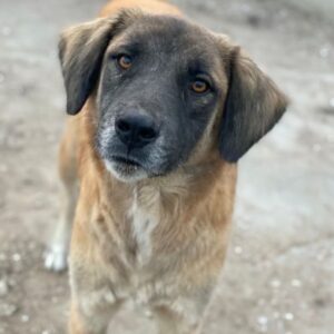 Lacasito – geb. 01/2022