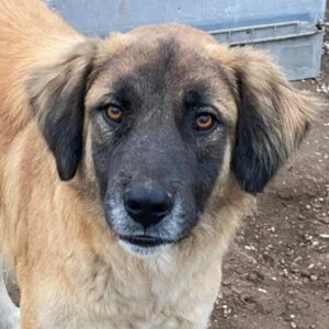 Lacasito – geb. 01/2022