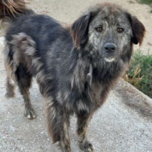Pesto – geb. ca. 12/2021