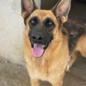 Wilma – geb. 04/2021