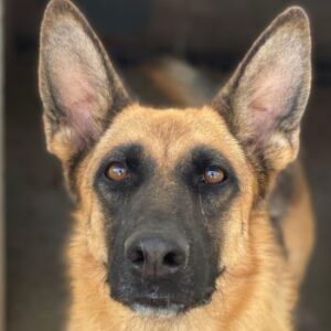 Wilma – geb. 04/2021