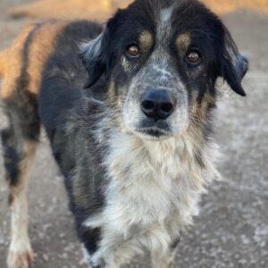 Bente – geb. ca. 04/2020