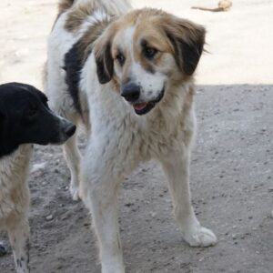 Otys – geb. ca. 03/2022