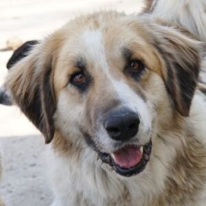 Otys – geb. ca. 03/2022