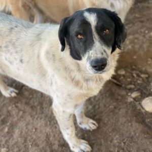 Valentino – geb. 05/2021