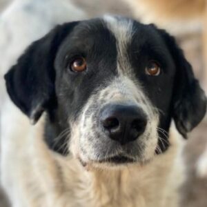 Valentino – geb. 05/2021