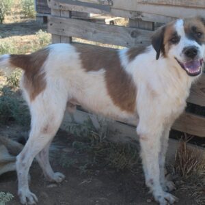 Mick – geb. ca. 12/2020