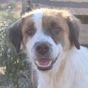 Mick – geb. ca. 12/2020