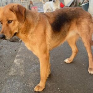 Pixie – geb. ca. 10/2022