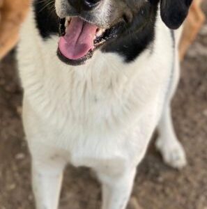 Grecco – geb. ca. 11/2022