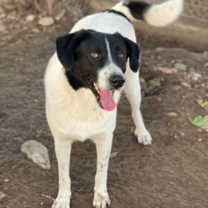 Grecco – geb. ca. 11/2022