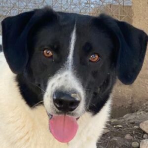 Grecco – geb. ca. 11/2022