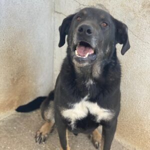 Jeppe – geb. ca. 12/2022