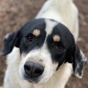 Windy – geb. ca. 11/2022