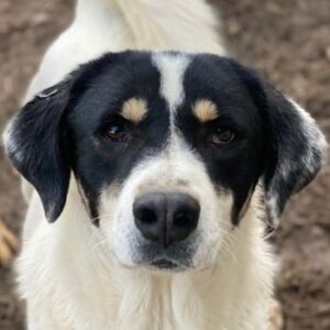 Windy – geb. ca. 11/2022