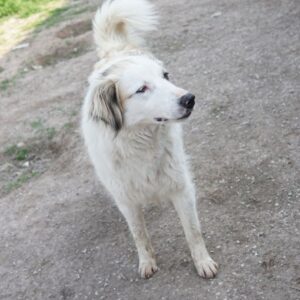 Eika – geb. ca. 02/2023