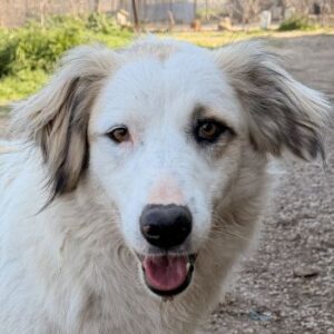 Eika – geb. ca. 02/2023