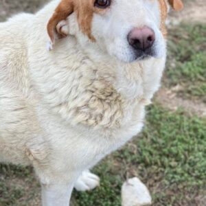 Lucero – geb. ca. 04/2016