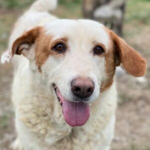 Lucero – geb. ca. 04/2016