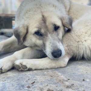 Monya – geb. ca. 10/2021