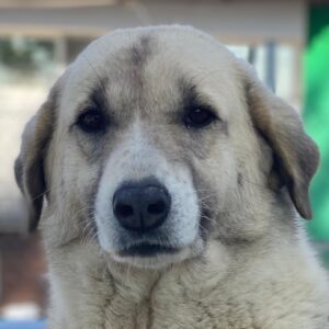 Monya – geb. ca. 10/2021